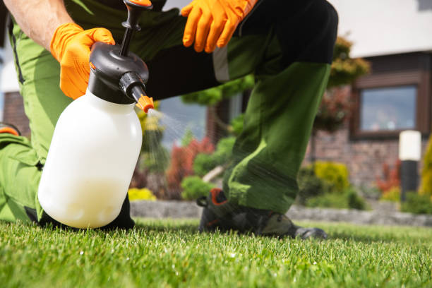 Wasp Removal Services in Point Venture, TX