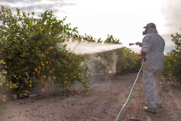 Best Ant Control Services  in Point Venture, TX