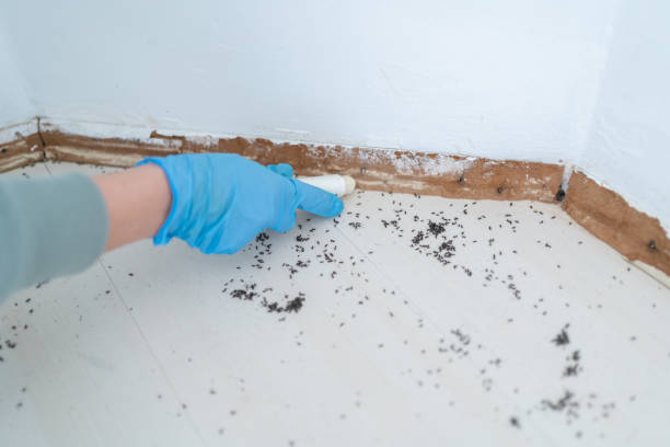 Best Emergency Pest Control  in Point Venture, TX